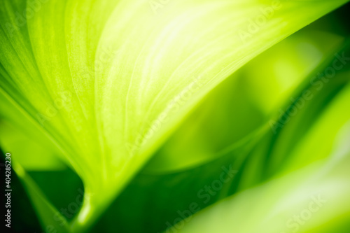 Concept nature view of green leaf on blurred greenery background in garden and sunlight with copy space using as background natural green plants landscape, ecology, fresh wallpaper concept.