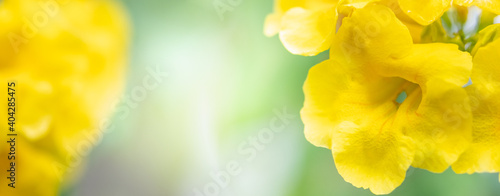 Concept nature view of yellow leaf on blurred greenery background in garden and sunlight with copy space using as background natural green plants landscape, ecology, fresh wallpaper concept.