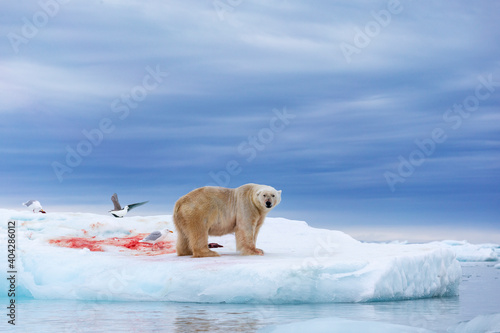 Fototapeta Naklejka Na Ścianę i Meble -  Polar bear on floating ice relaxing after hunting.