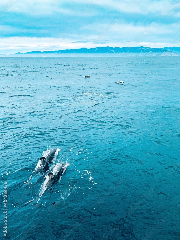 Fototapeta premium dolphins swimming