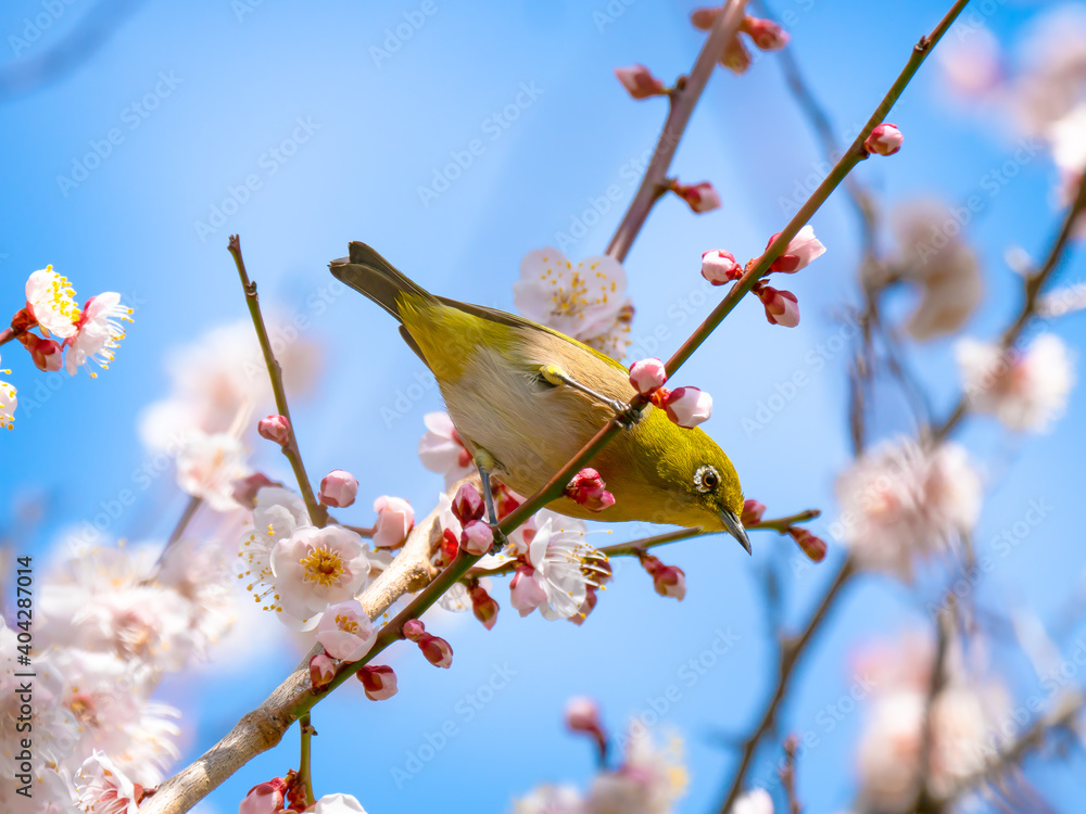 梅とメジロ ウメジロー Stock Photo Adobe Stock 梅とメジロ ウメジロー Stock Photo Adobe Stock