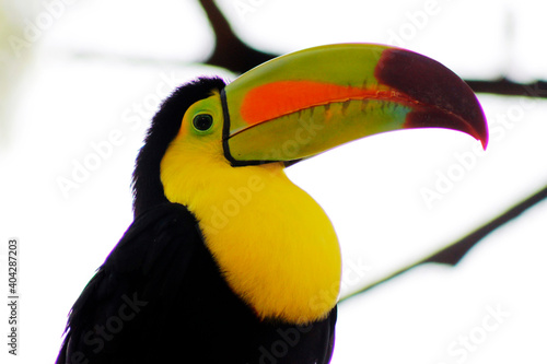 profile photo of a toucan showing its huge yellow chest and its characteristic beak with three radiant colors