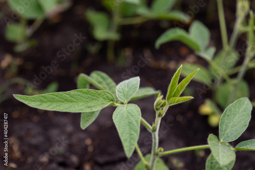 Soy leaves close-up. Experimental fields for gene modification or farm