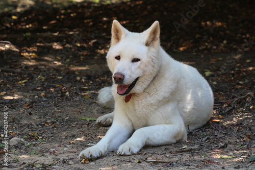 akita dog