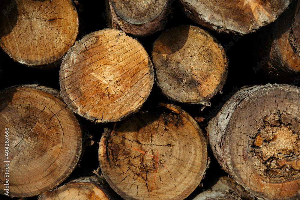 The texture of the coniferous forest is folded, felling of trees, firewood The texture of the coniferous forest is folded, felling of trees, firewood