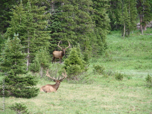 elk pair in the forest