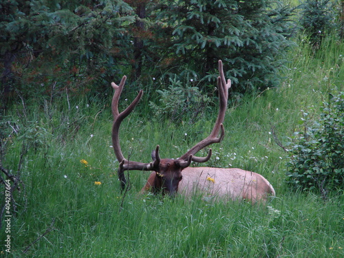 Elk relaxing in a grassy knoll