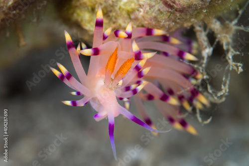 Pink flabellina nudibranch on coral reef © Mike Workman