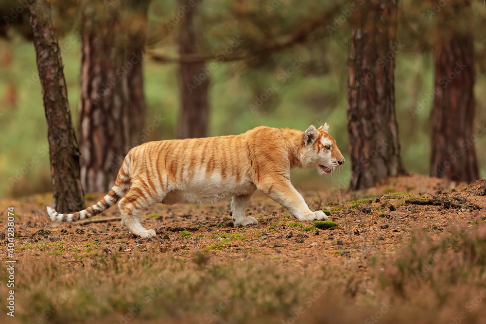 Fototapeta premium untraditionally colored male Bengal tiger (Panthera tigris tigris) goes through the forest