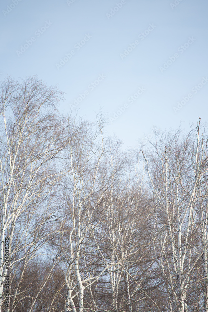Leafless branches of birch trees against the clear blue sky. Leafless branches of birch trees against the clear blue sky.