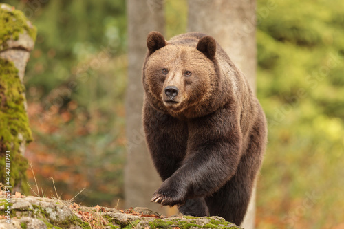 female brown bear (Ursus arctos) very dangerously approaching in the woods