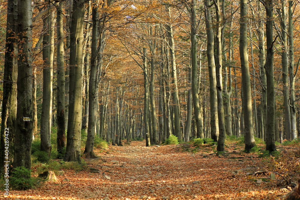 Autumn in the forest near Klimczok peak, Silesian Beskids, Poland