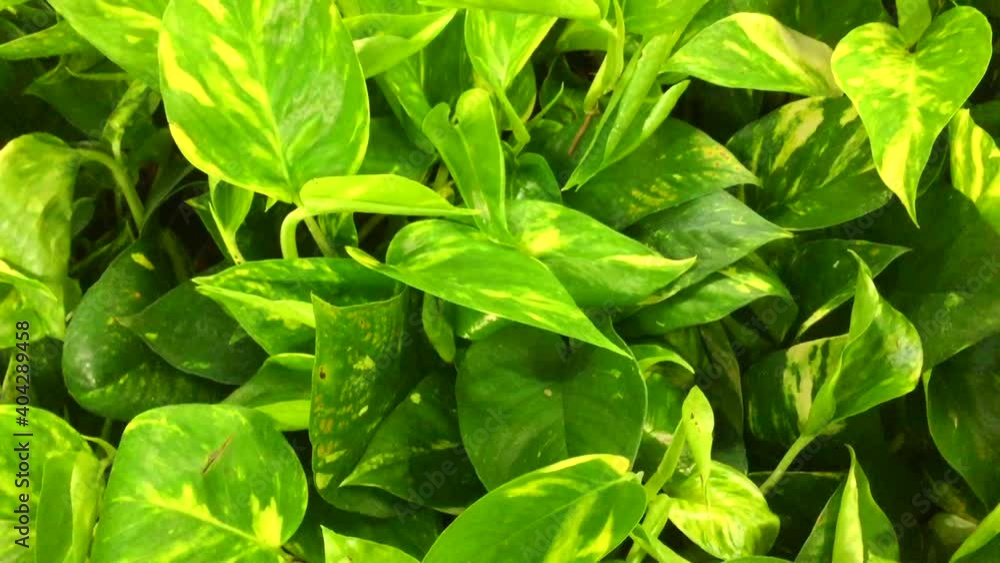 Close up view of emerald fun green plants. Deep green plant. Scandinavian style decor Plant Green leaf. Fiddle Leaf fig tree. evergreen shrub with green and yellow elliptical or elliptical ovoid Close up view of emerald fun green plants. Deep green plant. Scandinavian style decor Plant Green leaf. Fiddle Leaf fig tree. evergreen shrub with green and yellow elliptical or elliptical ovoid