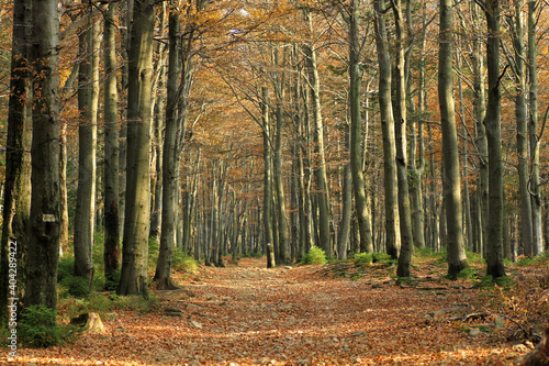 Autumn in the forest near Klimczok peak, Silesian Beskids, Poland