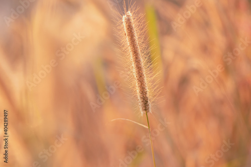 Grass flowers in the nature background with sun set  Soft focus the beautiful a flower in the garden.