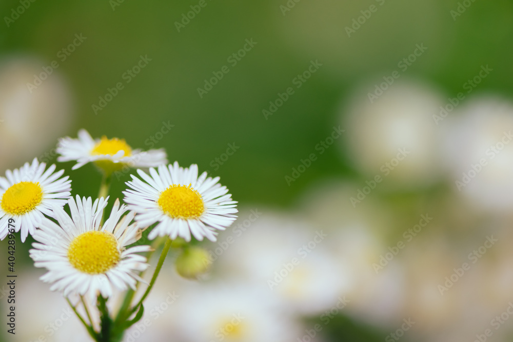 White cutter Flower, Springtime blooming in garden on blurred of green nature background and daylight.. White cutter Flower, Springtime blooming in garden on blurred of green nature background and daylight..