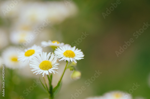 White cutter Flower, Springtime blooming in garden on blurred of green nature background and daylight..
