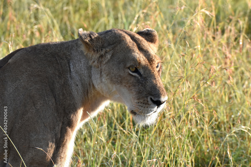 Lion in Maasai Mara, Kenya Lion in Maasai Mara, Kenya
