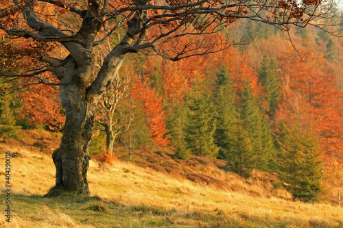 Autumn in the mountains  near Blatnia peak  Silesian Beskids  Poland