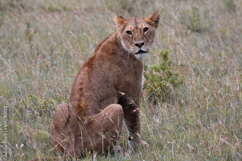 Lion in Maasai Mara  Kenya