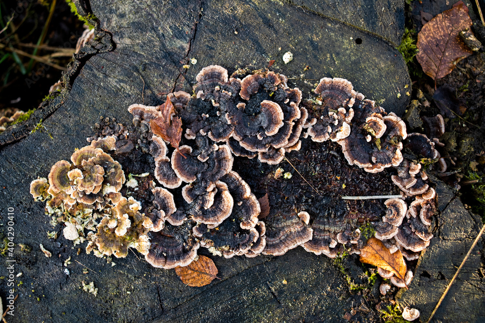 Mushroom trametes on a tree trunk in autumn in the forest. Mushroom trametes on a tree trunk in autumn in the forest.