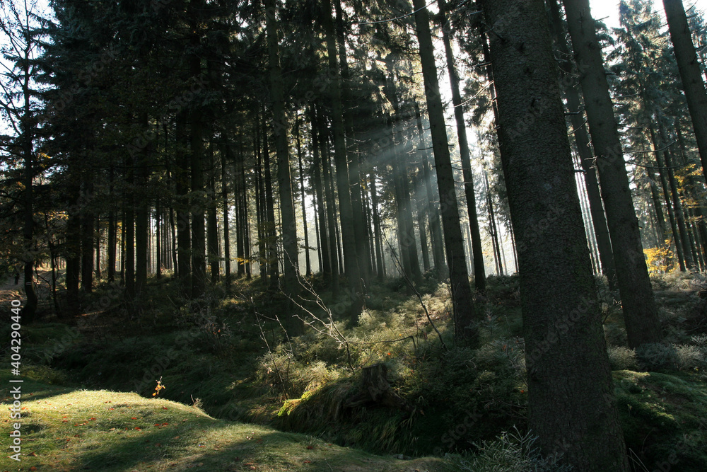 Mystical forest near Salmopol Pass in Silesian Beskids, Poland Mystical forest near Salmopol Pass in Silesian Beskids, Poland
