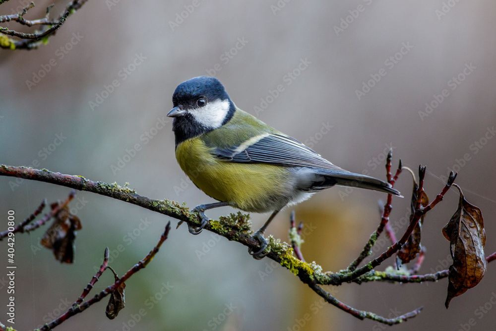 Fototapeta premium Kohlmeise (parus major)