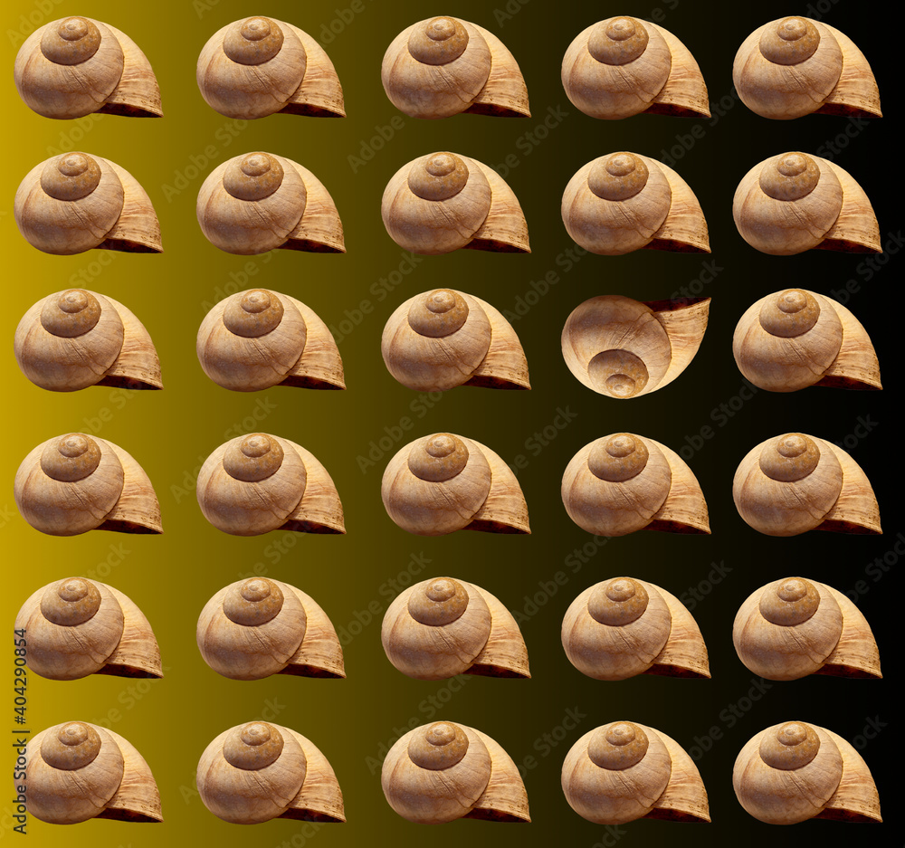 Arrangement of empty snail shells in row with one shell mirrored and disturbing the order, gradient background, composite Arrangement of empty snail shells in row with one shell mirrored and disturbing the order, gradient background, composite