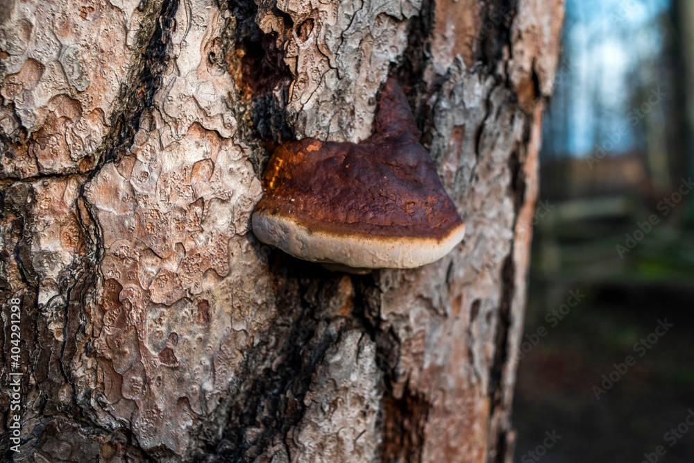 The autumn hub mushroom on the tree. Selective focus. The autumn hub mushroom on the tree. Selective focus.