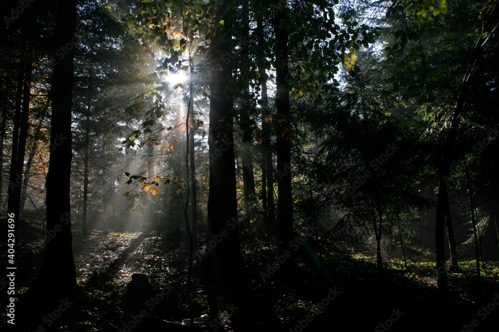 Fototapeta premium Early morning in autumn forest in Island Beskids, Poland