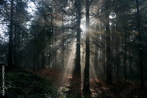 Early morning in autumn forest in Island Beskids  Poland