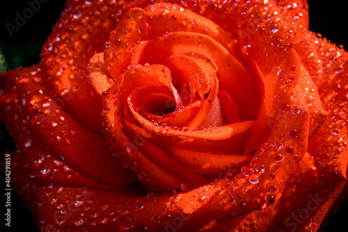 Close-up of a lovely red rose with water droplets. Great blank for Valentine s Day greeting card.
