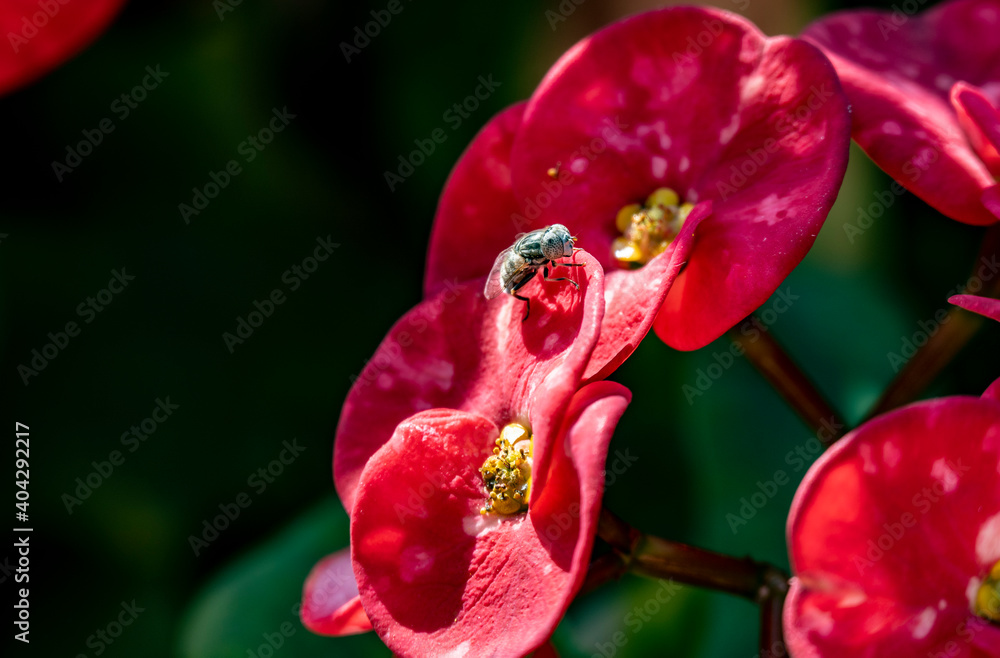 insect on a red flower drinks nectar on a sunny day insect on a red flower drinks nectar on a sunny day