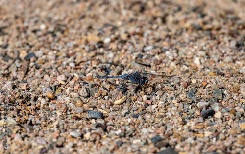 beautiful blue dragonfly sitting on the sand on the beach
