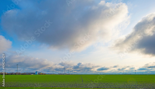 Vegetables in an agricultural field in the countryside under a blue cloudy sky in sunlight in winter, Almere, Flevoland, The Netherlands, January 7, 2021