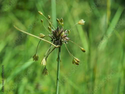 Ail des jardins (Allium oleraceum) une espèce botanique de la falille des Amaryllidacées © charles