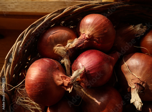 Large raw organic onions on wooden background.close up view