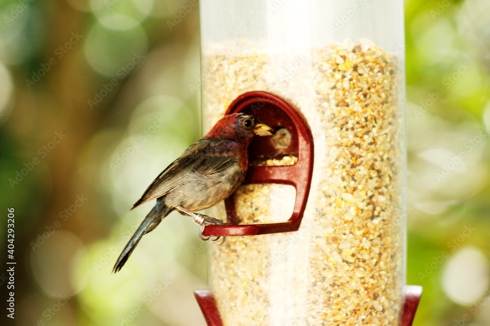 
pretty pet sparrow eating seeds from a feeder into the zoo with green background blur
