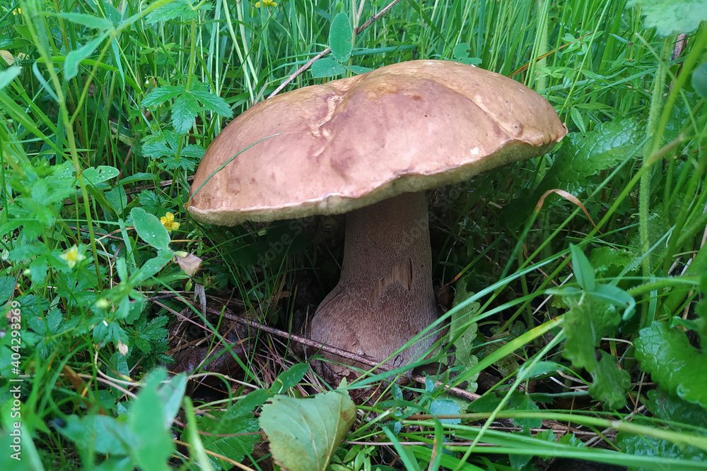 big white mushroom in the forest, autumn harvest of mushrooms after the rain, beautiful mushroom in the green grass. big white mushroom in the forest, autumn harvest of mushrooms after the rain, beautiful mushroom in the green grass.