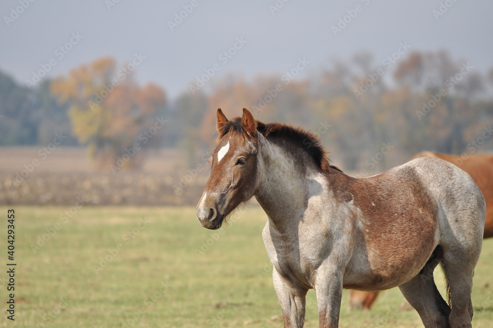 Fototapeta premium The Novoolexandrian Draught foal in a herd in a meadow on a sunny day