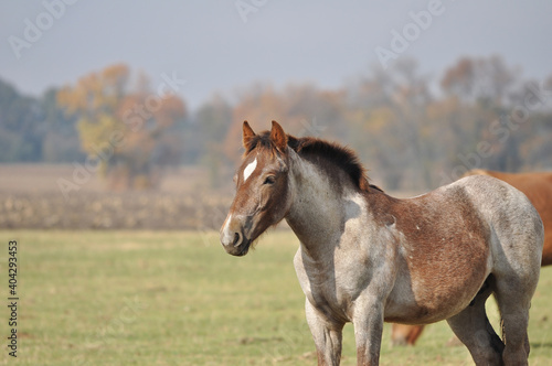 The Novoolexandrian Draught foal in a herd in a meadow on a sunny day © Kateryna Puchka