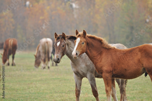 Foals of the Novoolexandrian Draught breed graze on a pasture on a cloudy autumn day