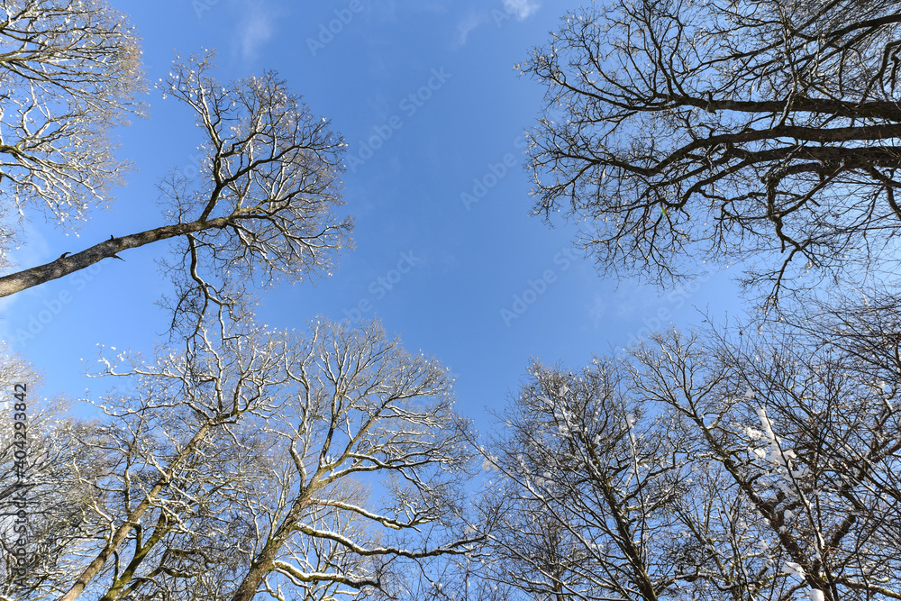 neige hiver paysage Belgique Wallonie Gaume Ardenne bois foret neige hiver paysage Belgique Wallonie Gaume Ardenne bois foret