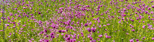 Field of purple poppies blue sky - opium poppy - Papaver somniferum, variety zeno morphex