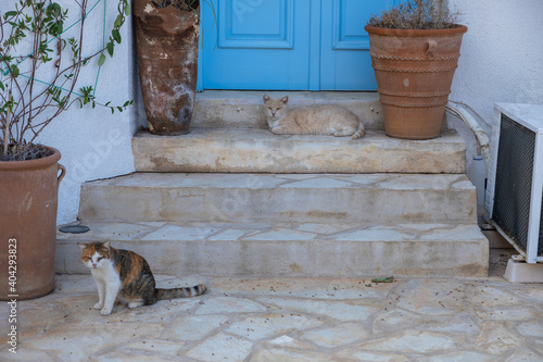 Photography Two wild cats in front of blue door. Folegandros Island, Greece.
