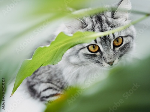 Portrait beautiful gray fluffy domestic cat on a white window with a potted houseplant. Veterinary concept. The cat tries to bite the plant.