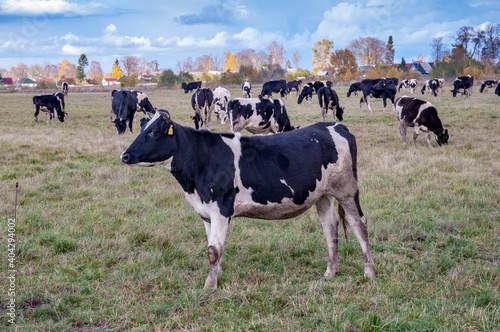 A large image of a cow, black with white spots, on a blurred background of a herd of cows grazing on a field with green grass, overcast autumn day