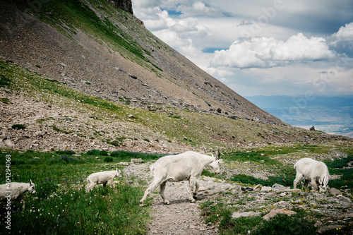 Mountain goat crossing the trail