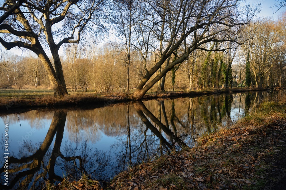Obraz premium Paysage en forêt