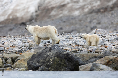 Polar bear and its cubs walking and finding some food.